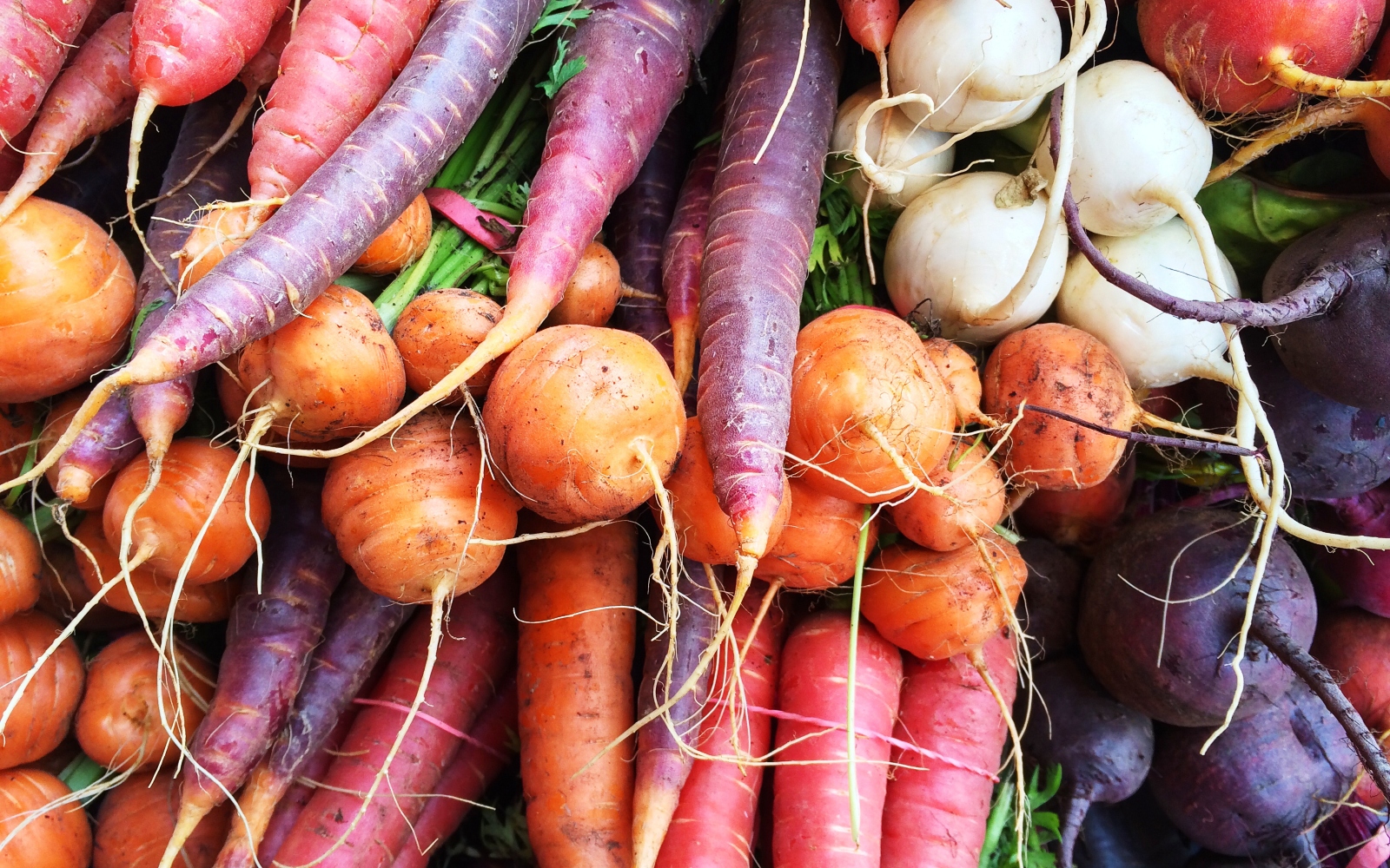 Colorful carrots, beets, and other root vegetables